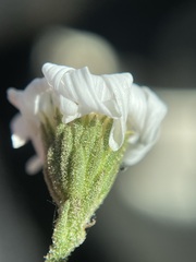 Almutaster pauciflorus