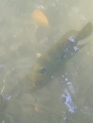 Amphilophus trimaculatus