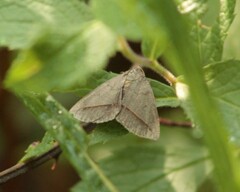 Argyrostrotis flavistriaria