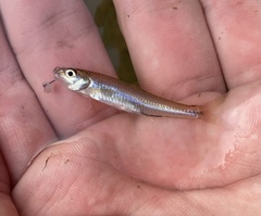 Notropis hudsonius