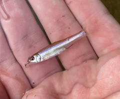Notropis hudsonius