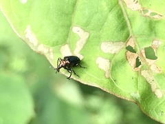Euops splendidus