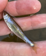 Cyprinella spiloptera