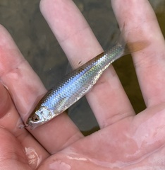 Cyprinella spiloptera