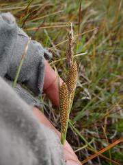 Carex nebrascensis