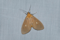 Asota plaginota
