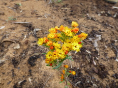 Waitzia acuminata acuminata