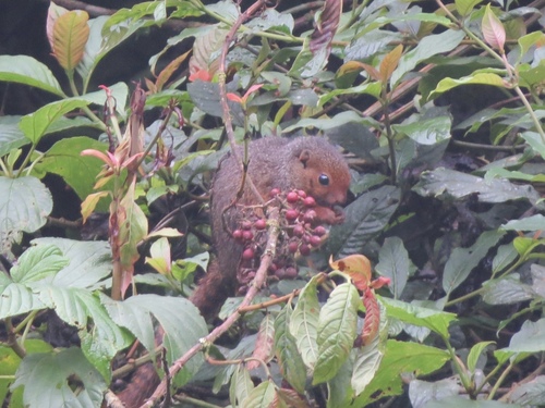 Ruwenzori Sun Squirrel