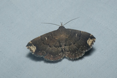 Adrapsa quadrilinealis