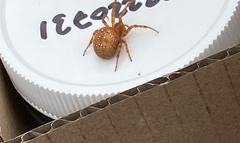 Araneus iviei