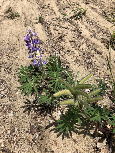 Nootka Lupine