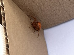Araneus iviei