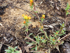 Waitzia acuminata acuminata