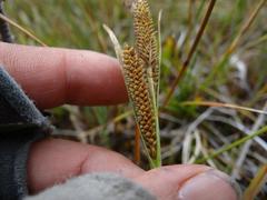 Carex nebrascensis