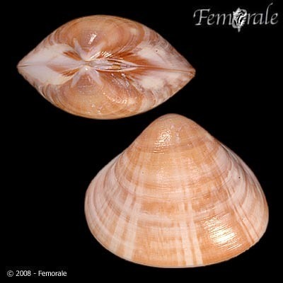 Tivela delessertii