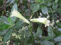 Cardiocrinum cordatum
