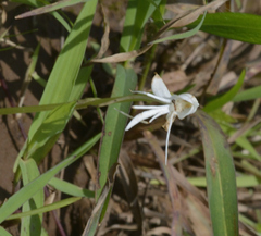 Habenaria grandifloriformis
