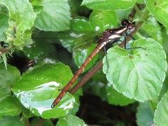 Stenocypha jacksoni