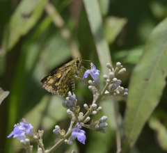 Ampittia dioscorides