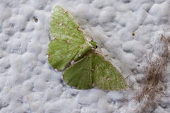 Argyrocosma inductaria