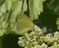 Eurema brigitta