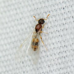 Temnothorax schaumii