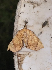 Eulithis propulsata