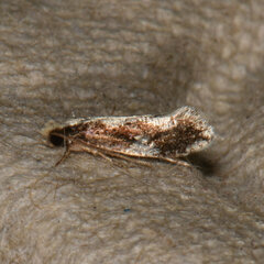 Monopis dorsistrigella