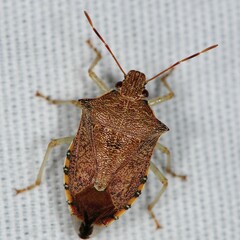 Podisus brevispinus
