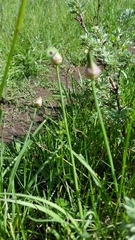 Allium geyeri