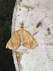 Eulithis propulsata