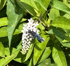 Sphex pensylvanicus