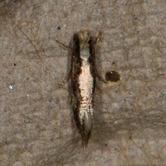 Monopis dorsistrigella