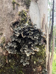 Lobarina