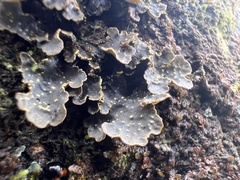 Lobarina