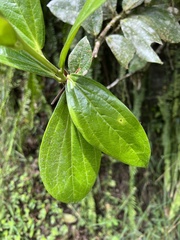 Cavendishia adenophora