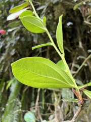 Cavendishia adenophora