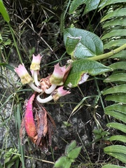 Cavendishia adenophora
