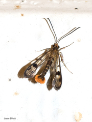 Synanthedon acerrubri