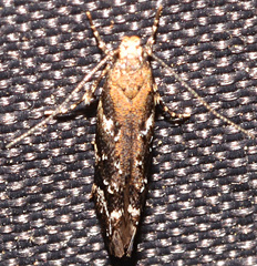 Coleotechnites martini