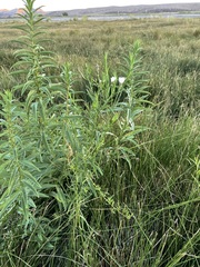 Almutaster pauciflorus