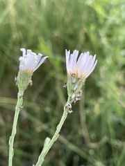 Almutaster pauciflorus