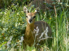 Oreotragus oreotragus