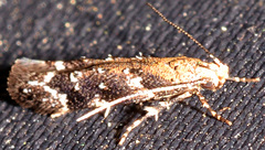 Coleotechnites martini