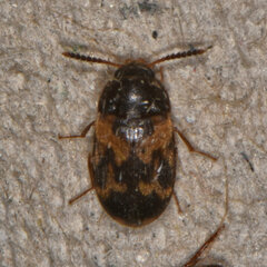 Mycetophagus serrulatus