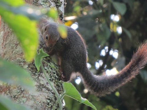 Ruwenzori Sun Squirrel
