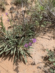 Penstemon ophianthus