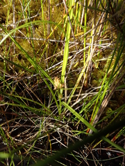 Carex flaviformis