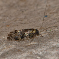 Trichadenotecnum majus