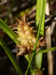 Carex flaviformis